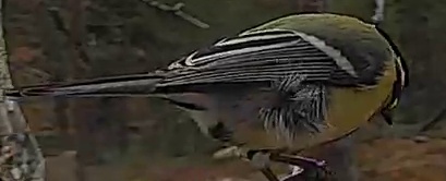 Best image of Great tit