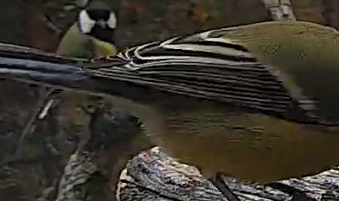 Best image of Great tit