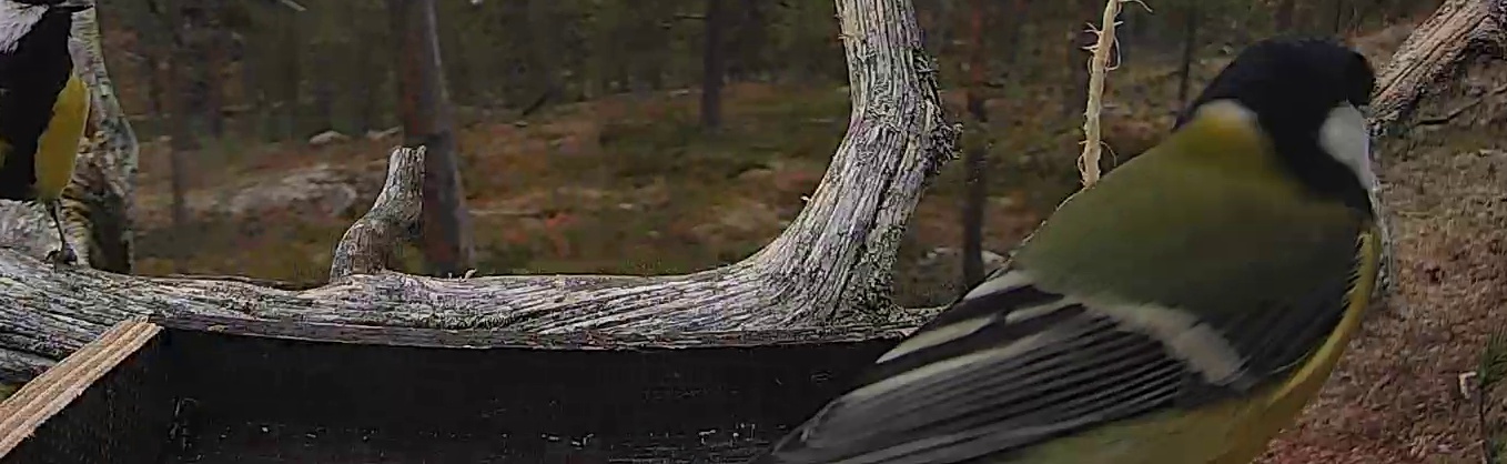 Best image of Great tit