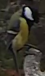 Best image of Great tit
