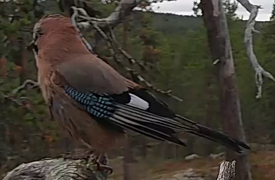 Best image of Eurasian jay