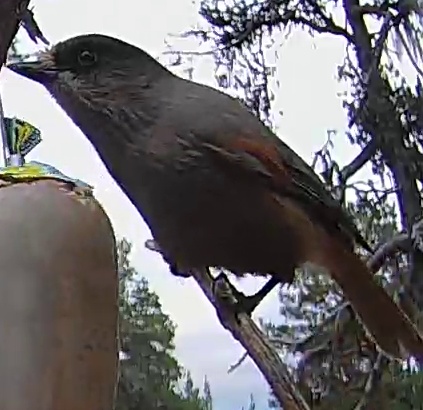 Best image of Siberian jay