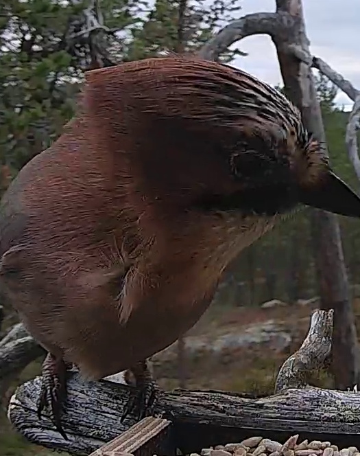 Best image of Eurasian jay