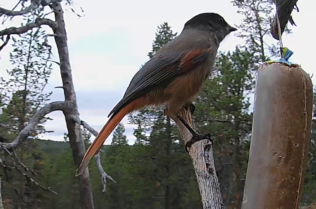 Best image of Siberian jay