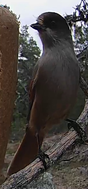 Best image of Siberian jay