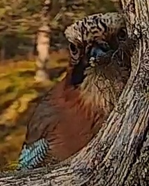 Best image of Eurasian jay