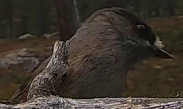 Best image of Laughing dove