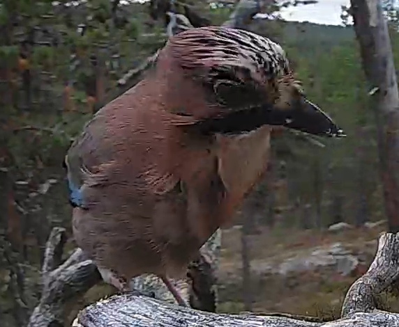 Best image of Eurasian jay