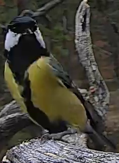 Best image of Great tit