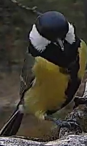 Best image of Great tit