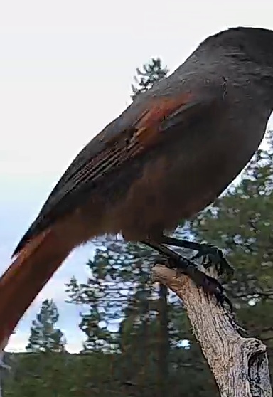 Best image of Siberian jay