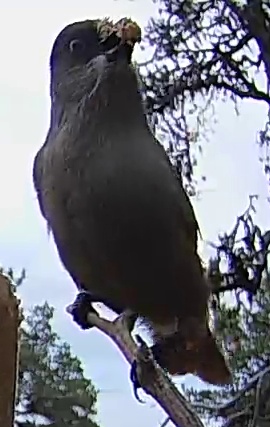 Best image of Dark chanting goshawk