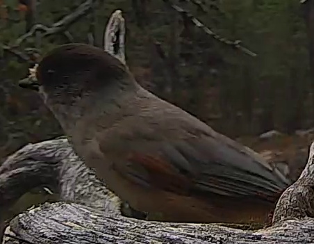 Best image of Siberian jay