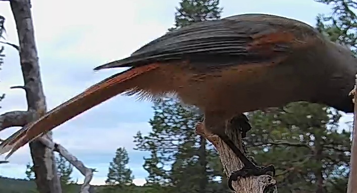 Best image of Siberian jay
