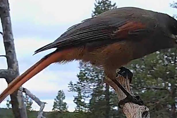 Best image of Siberian jay