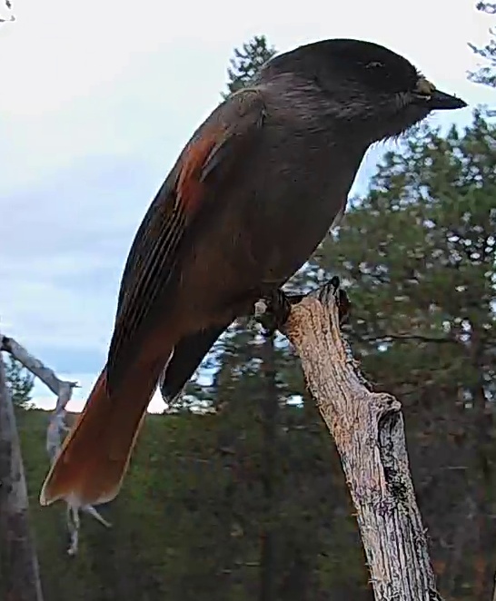 Best image of Siberian jay