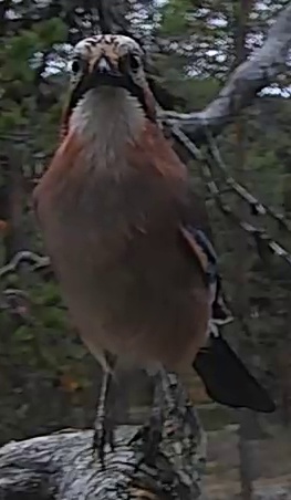 Best image of Eurasian jay