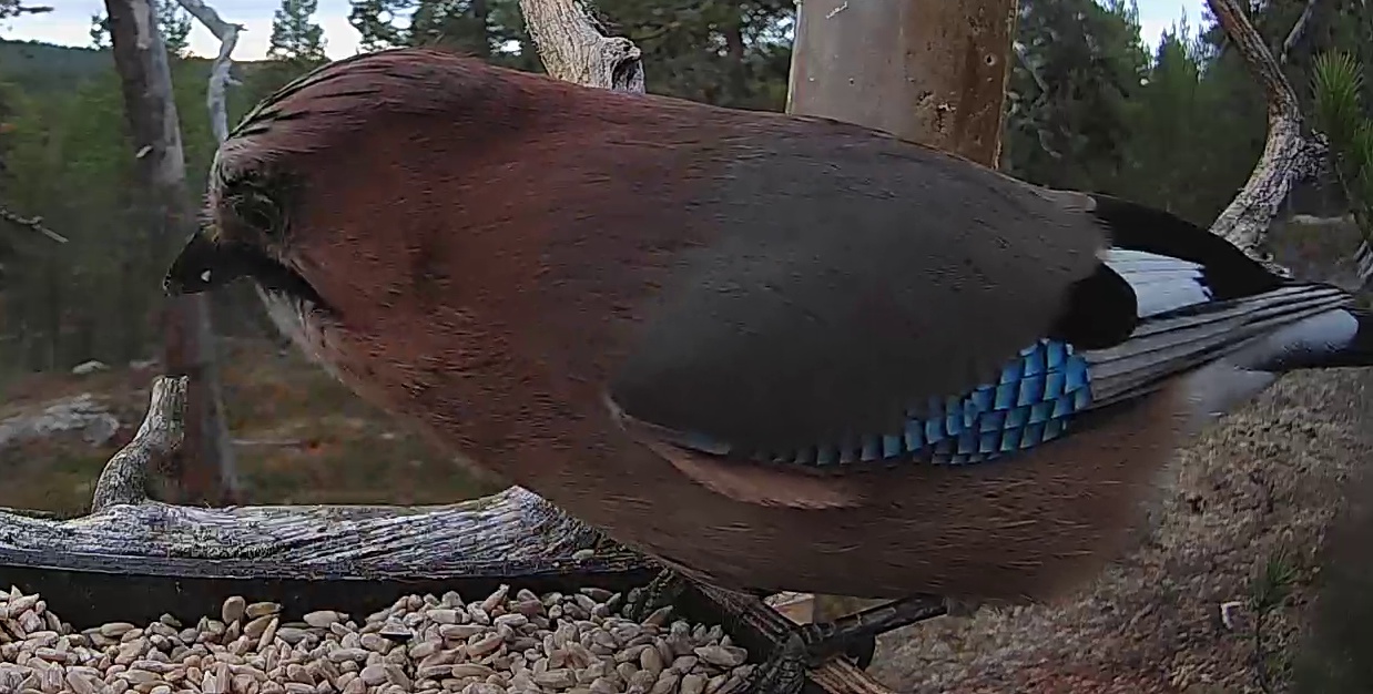 Best image of Eurasian jay