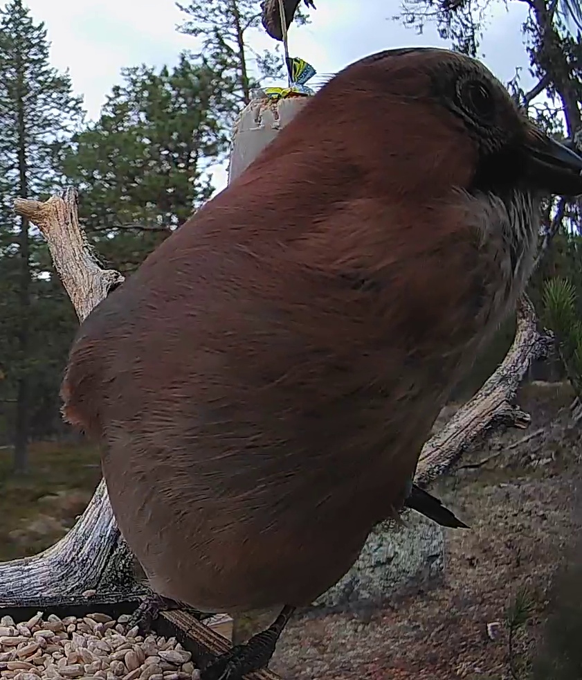 Best image of Eurasian jay