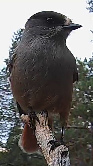 Best image of Siberian jay