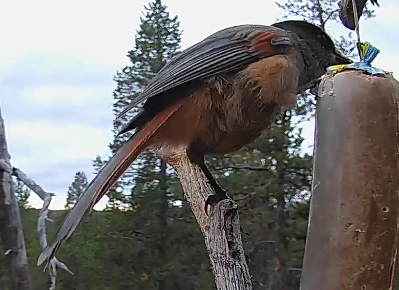 Best image of Siberian jay