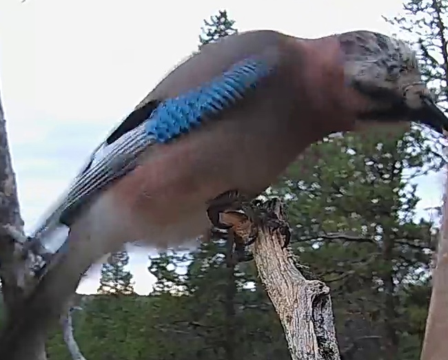 Best image of Eurasian jay