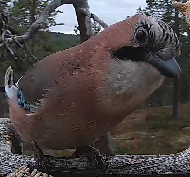 Best image of Eurasian jay