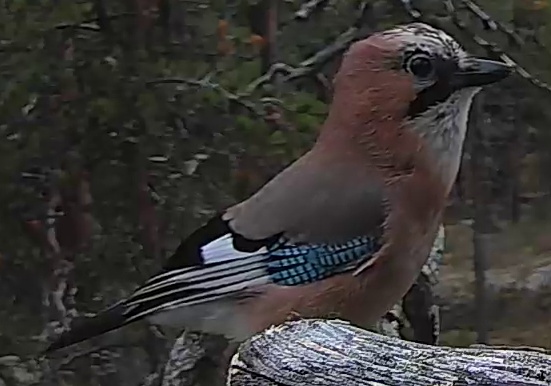 Best image of Eurasian jay