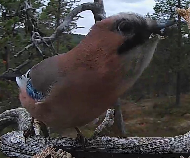Best image of Eurasian jay