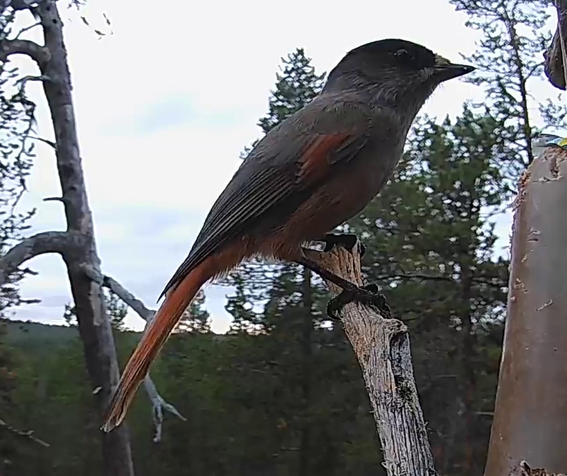 Best image of Siberian jay