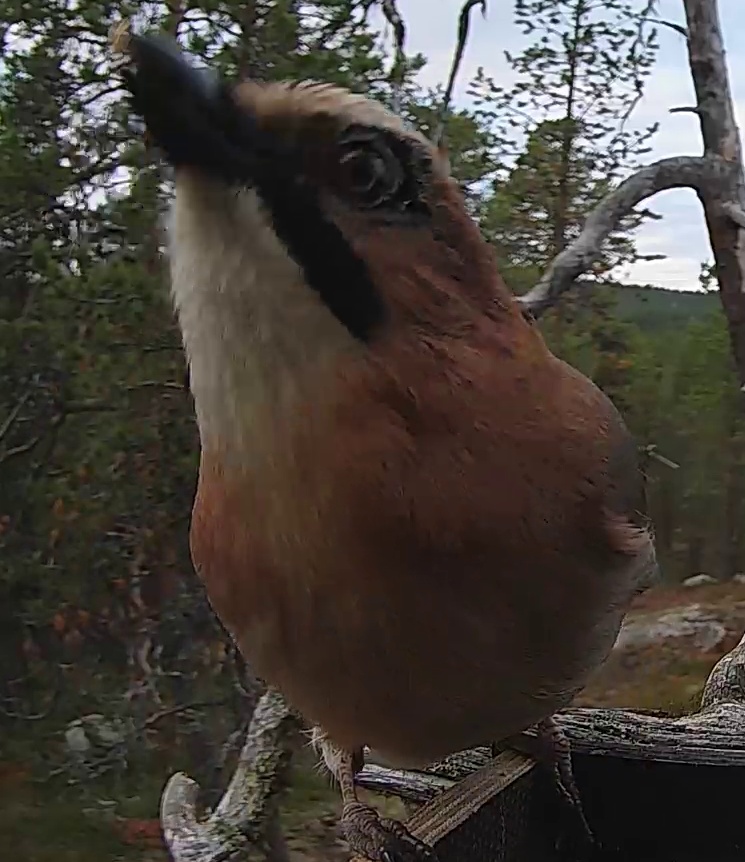 Best image of Eurasian jay