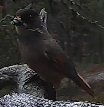 Best image of Siberian jay