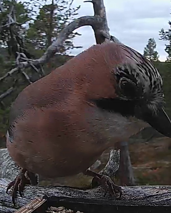 Best image of Eurasian jay