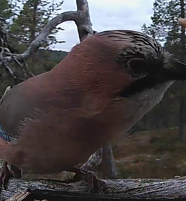 Best image of Eurasian jay