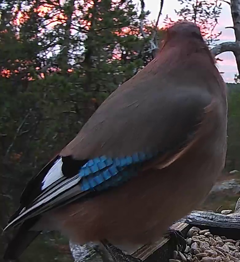 Best image of Eurasian jay