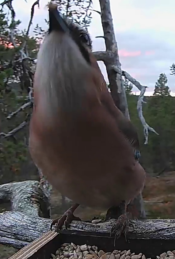 Best image of Eurasian jay