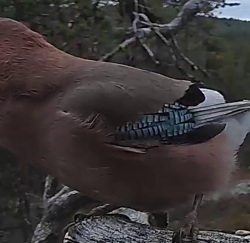 Best image of Eurasian jay