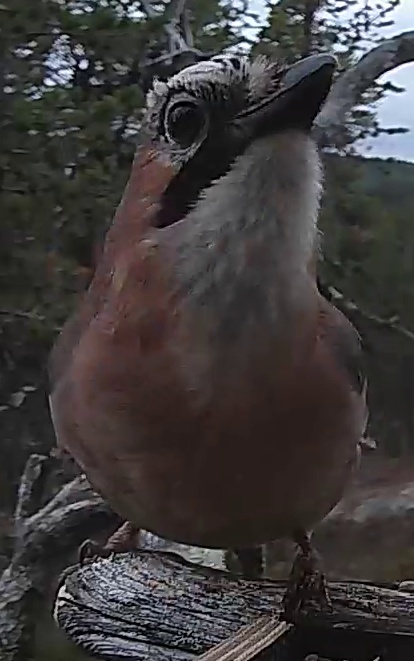 Best image of Eurasian jay