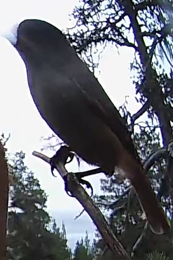 Best image of Eastern Orphean warbler