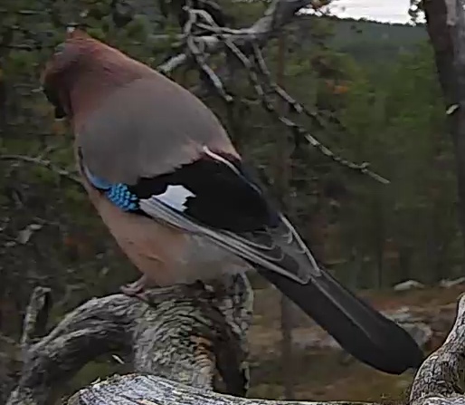 Best image of Eurasian jay