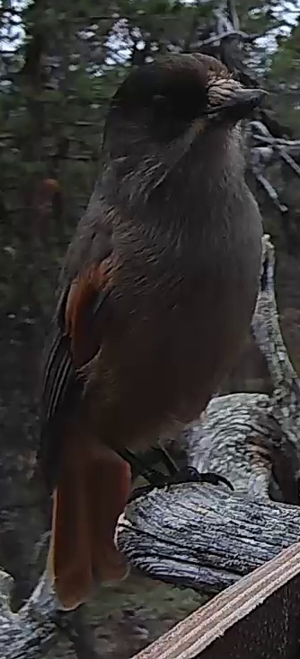 Best image of Siberian jay