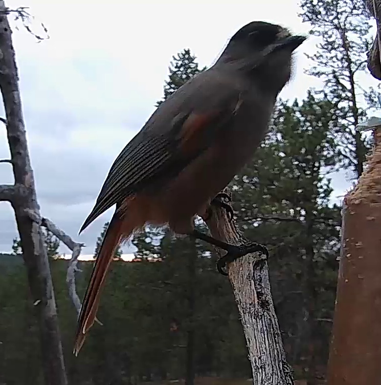 Best image of Siberian jay