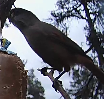 Best image of Siberian jay