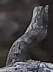 Best image of Pallid scops owl