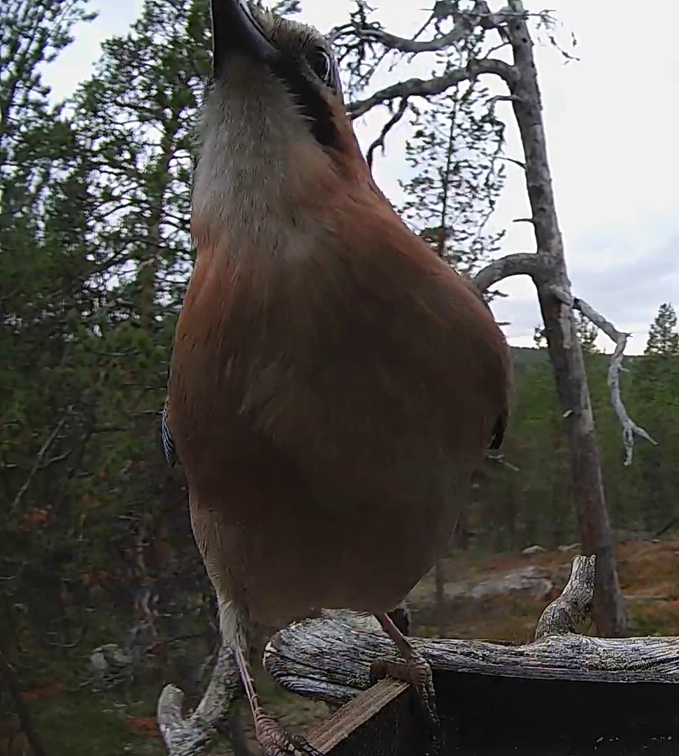 Best image of Eurasian jay