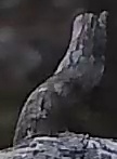 Best image of Pallid scops owl