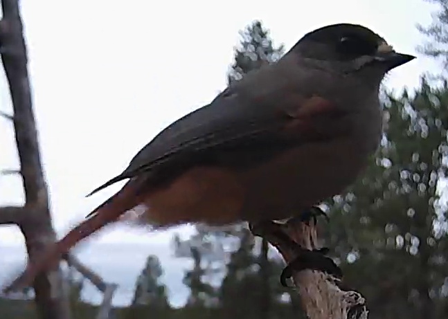 Best image of Siberian jay