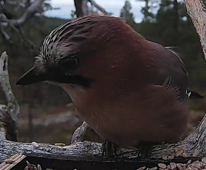 Best image of Eurasian jay