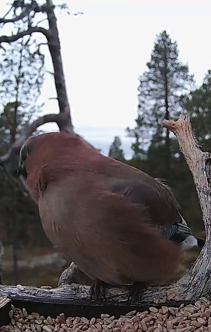 Best image of Eurasian jay
