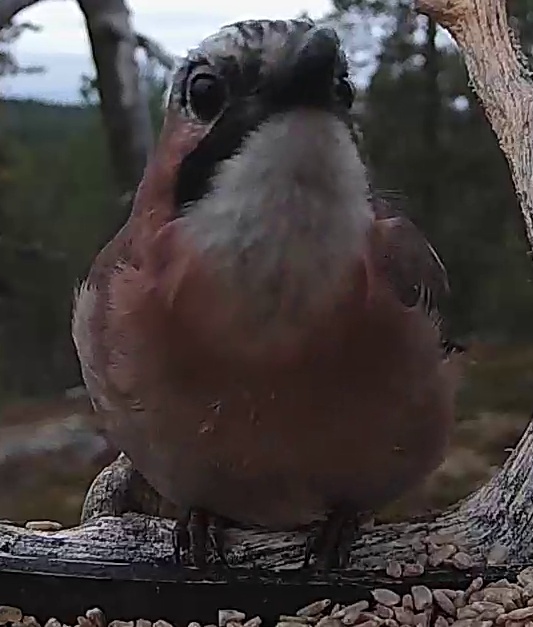 Best image of Eurasian jay